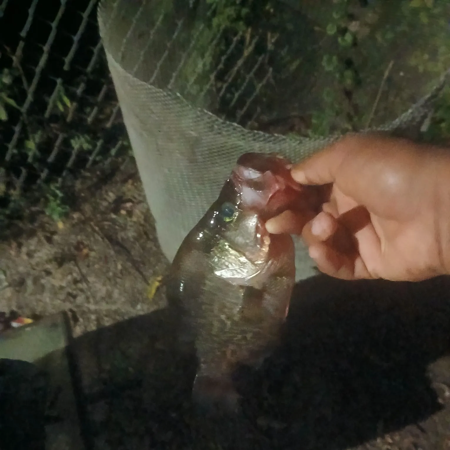 Black crappie caught on Fishbrain