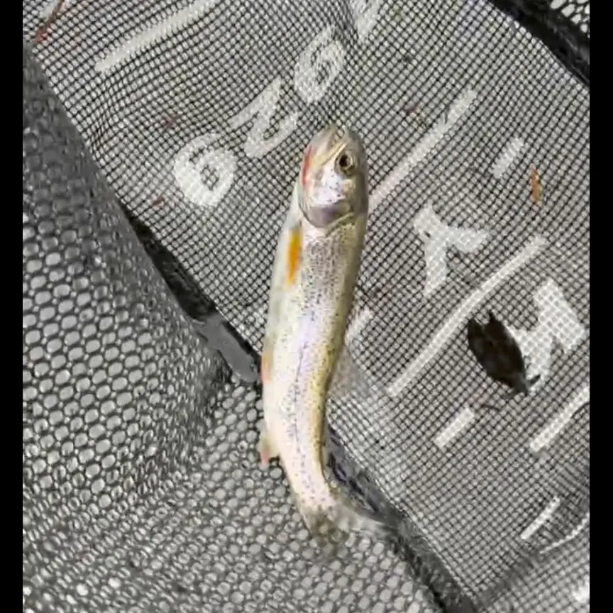 Coastal cutthroat trout caught on Fishbrain