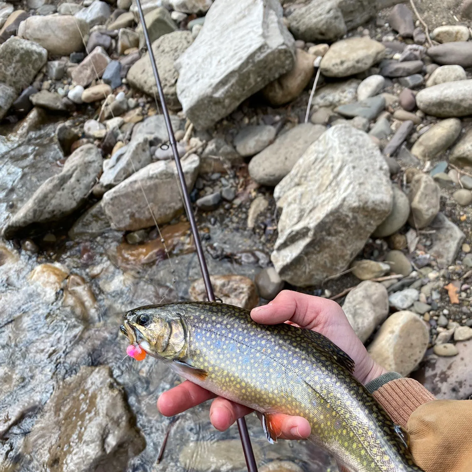 recently logged catches