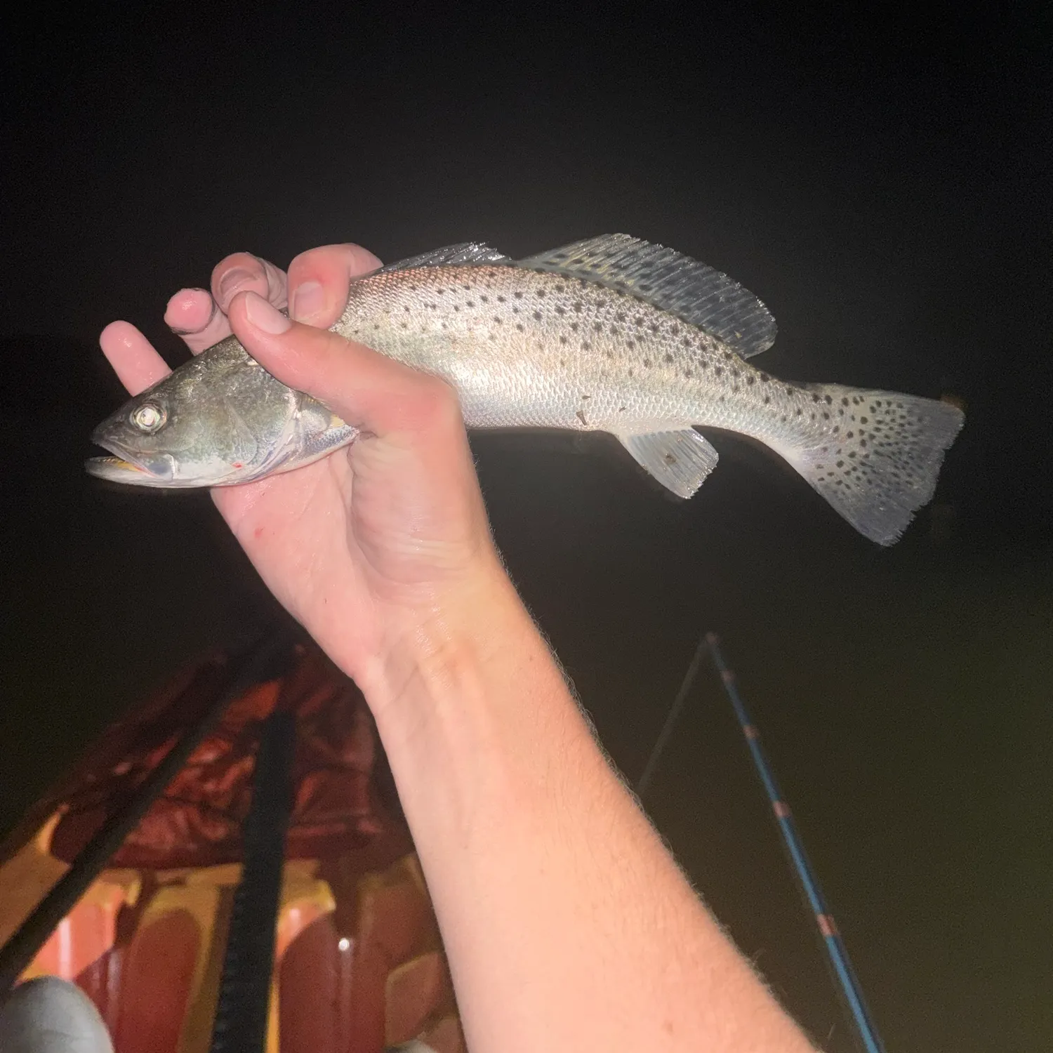 Spotted seatrout caught on Fishbrain