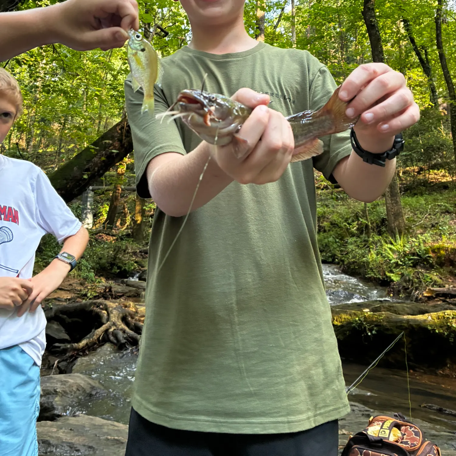 Black bullhead caught on Fishbrain