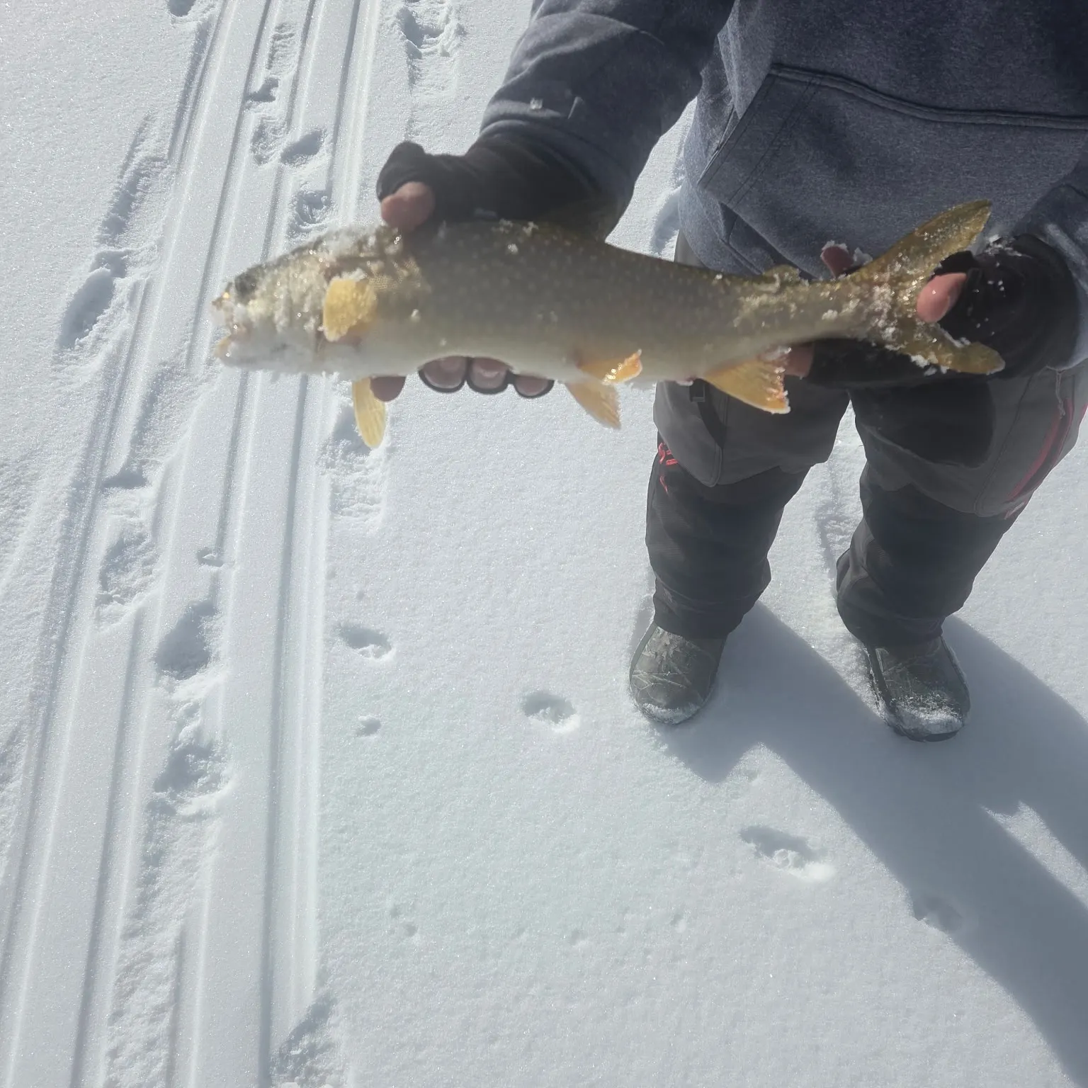 The most recent Lake char catches on Fishbrain