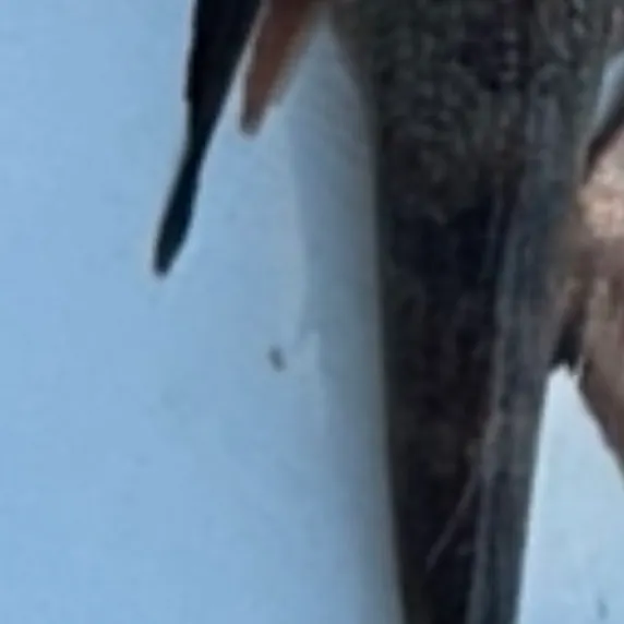 The most recent Striped searobin catches on Fishbrain