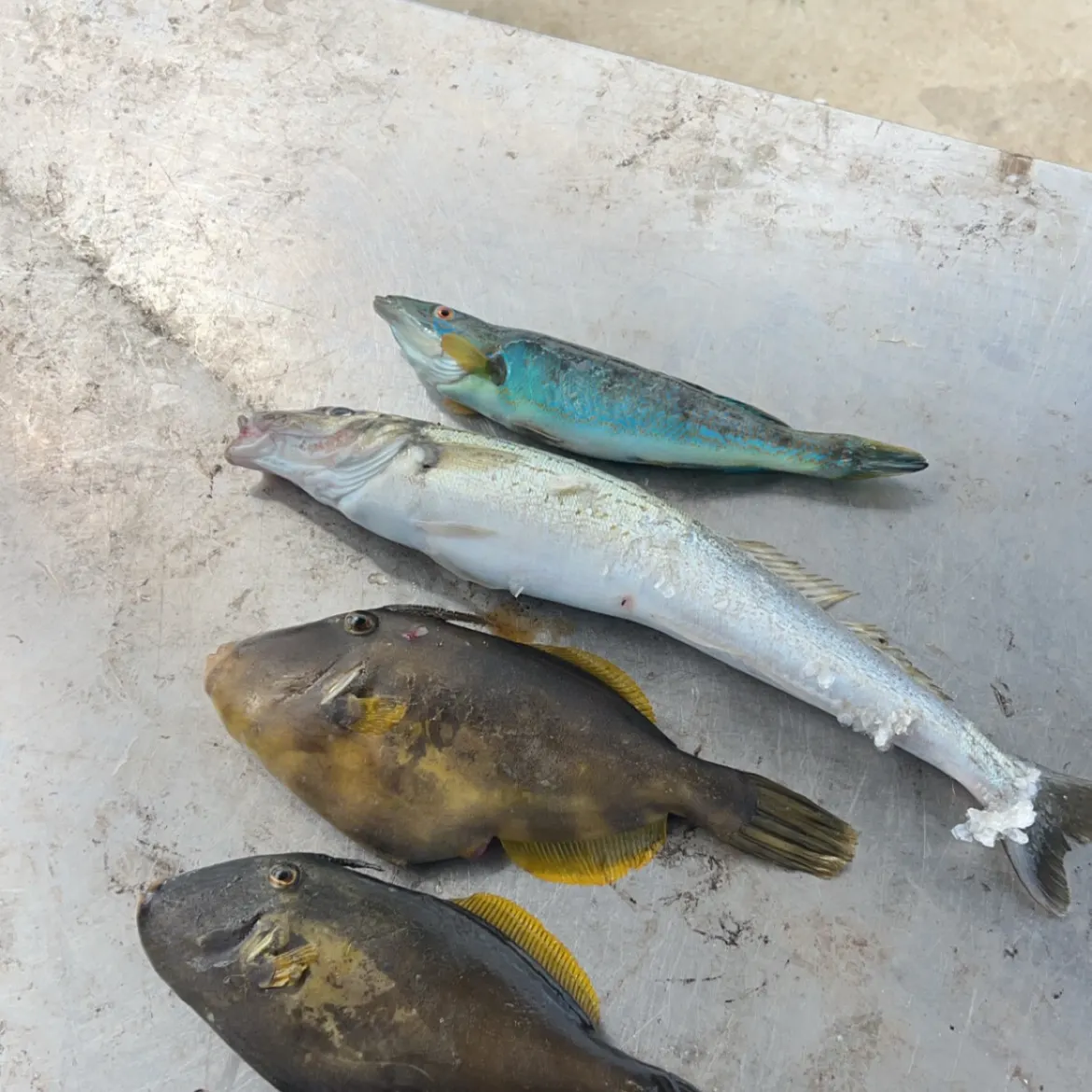 recently logged catches