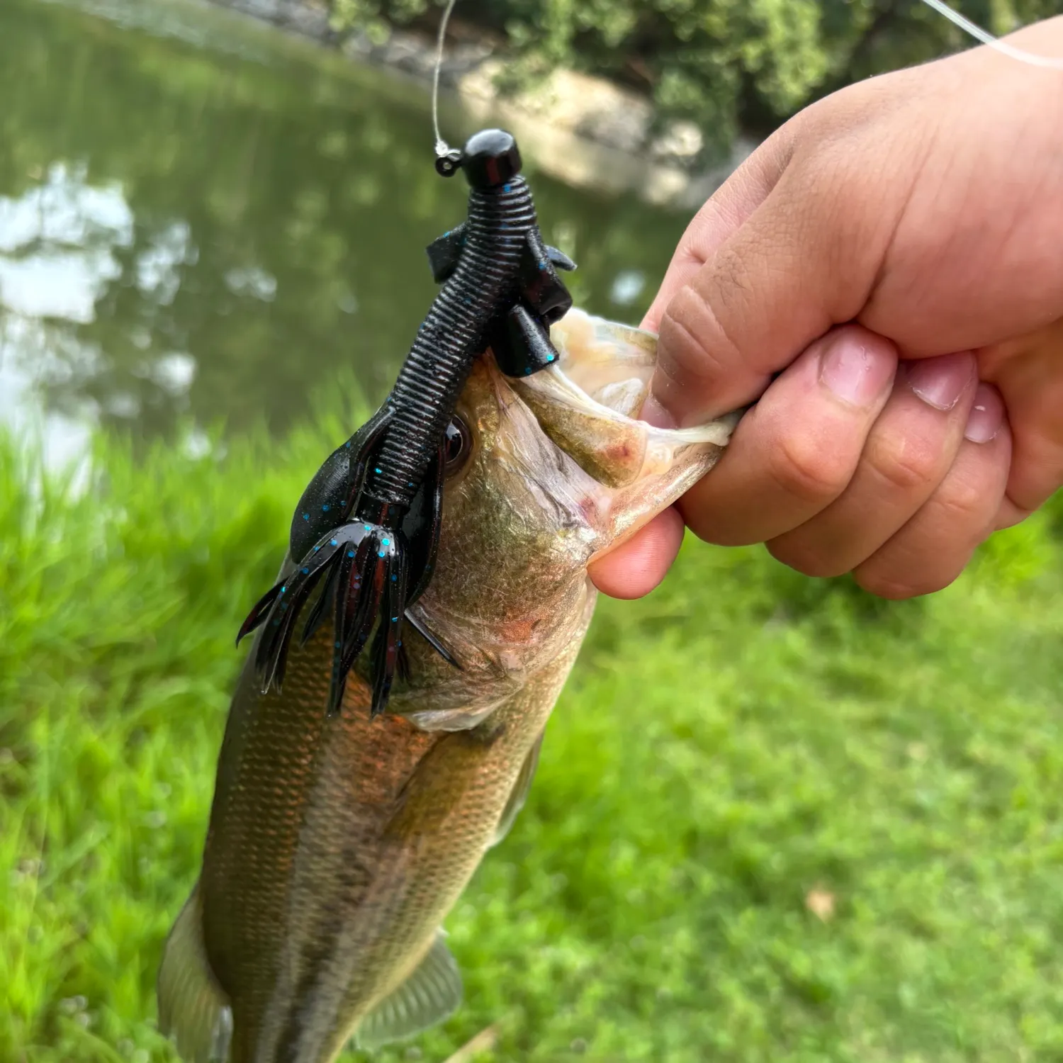 Largemouth bass caught on Fishbrain