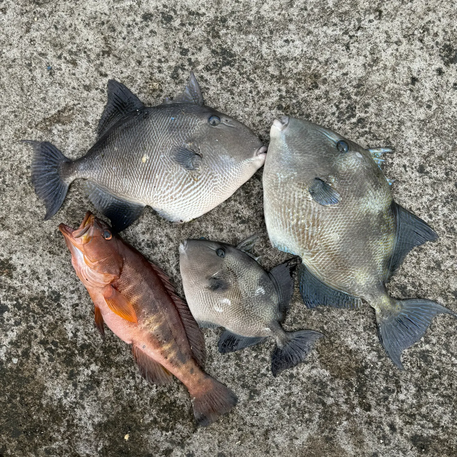 recently logged catches