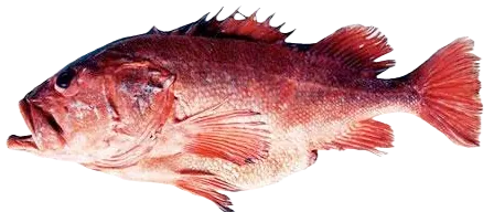 Shortraker rockfish