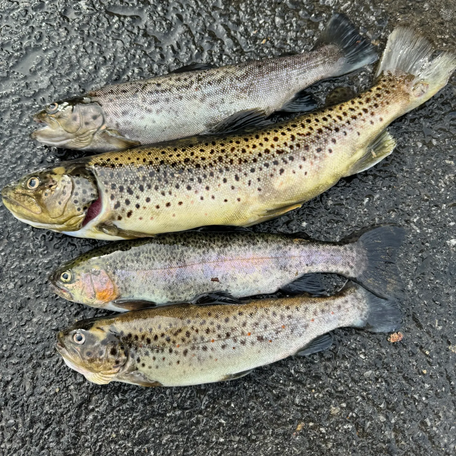 recently logged catches