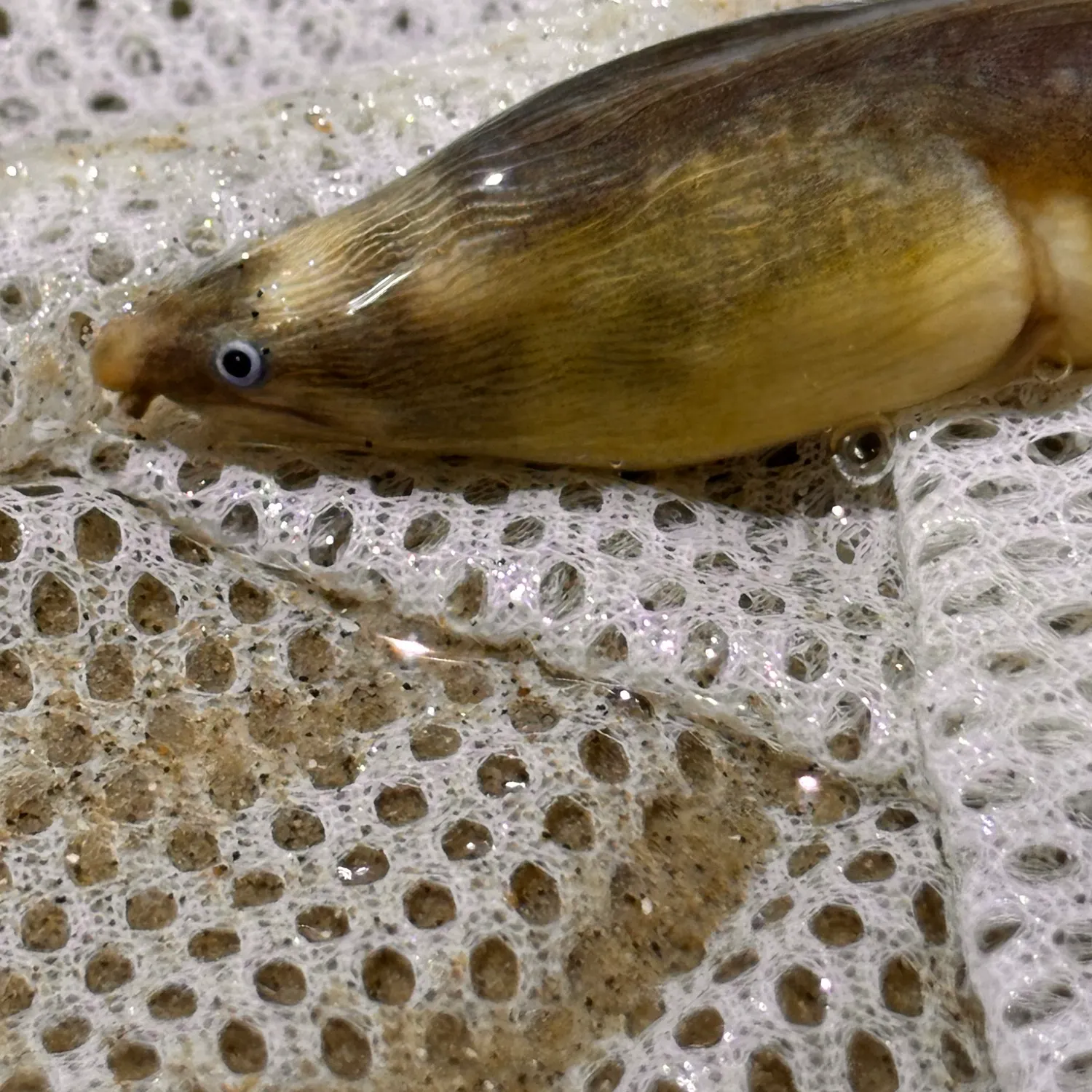 The most recent Shrimp eel catches on Fishbrain