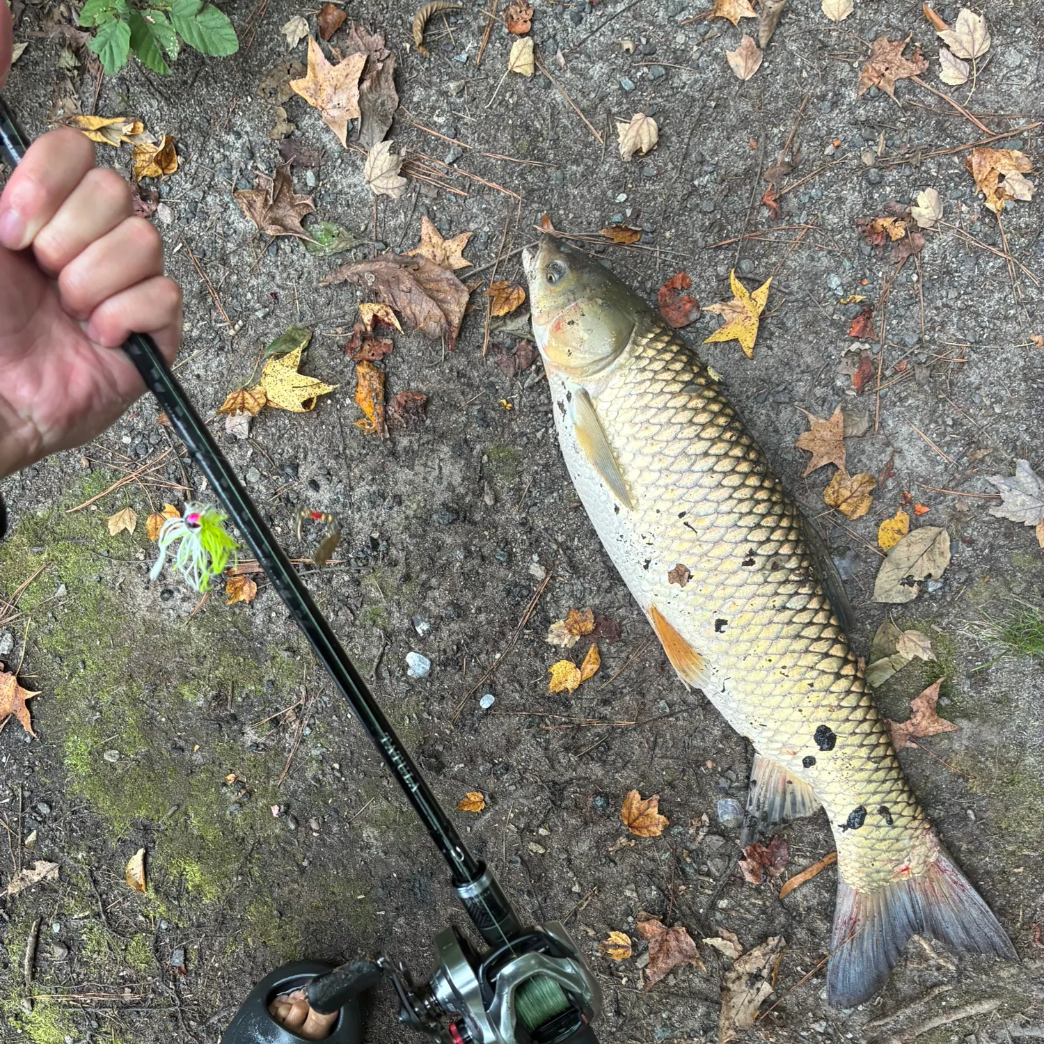 Grass carp caught on Fishbrain