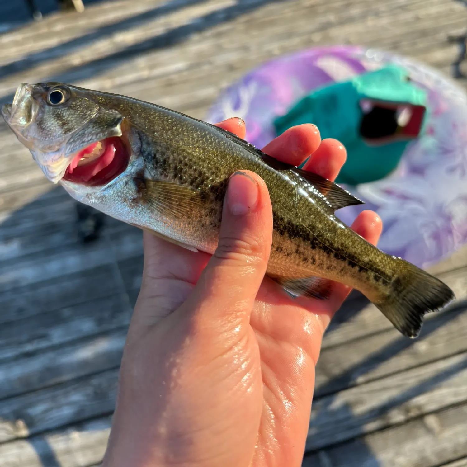 Fish caught on Fishbrain