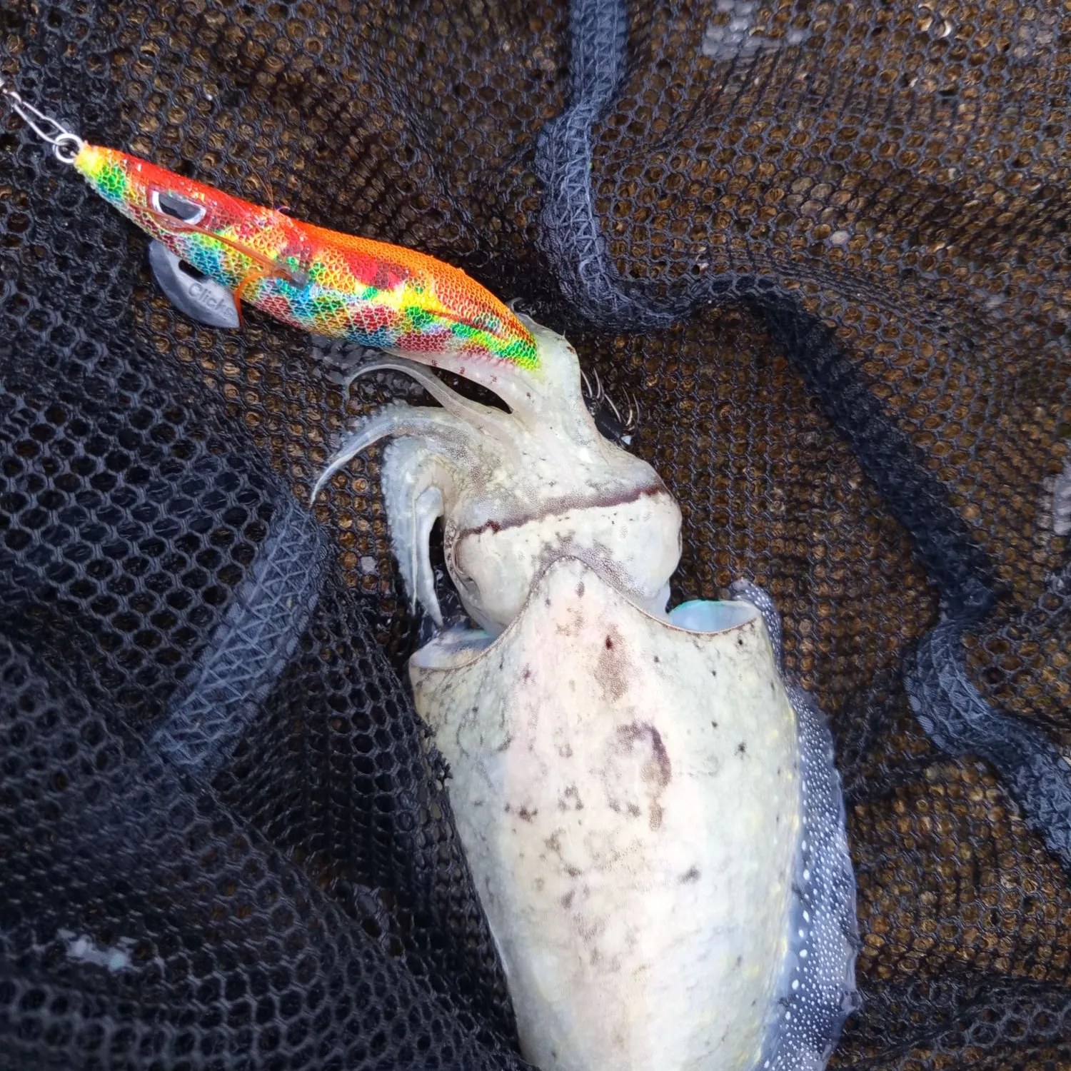 The most recent Common cuttlefish catches on Fishbrain