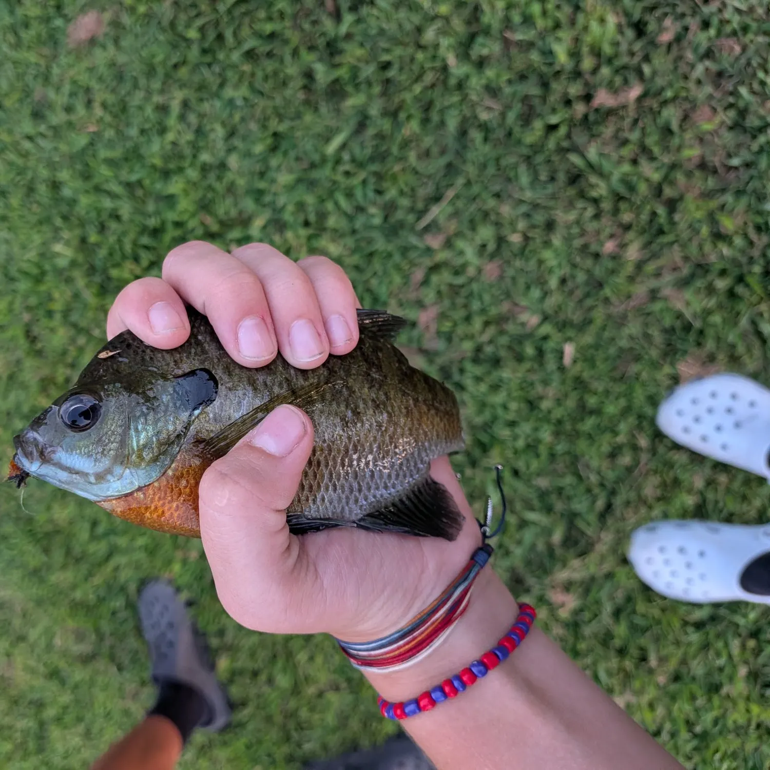 Bluegill caught on Fishbrain