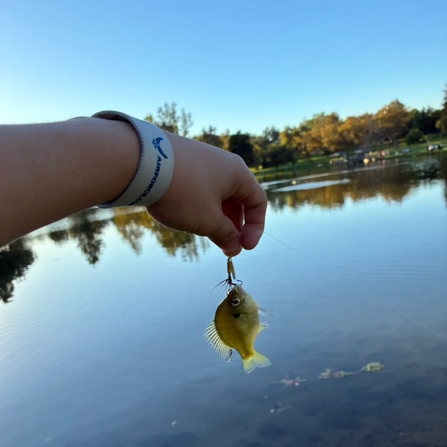 Bluegill caught on Fishbrain