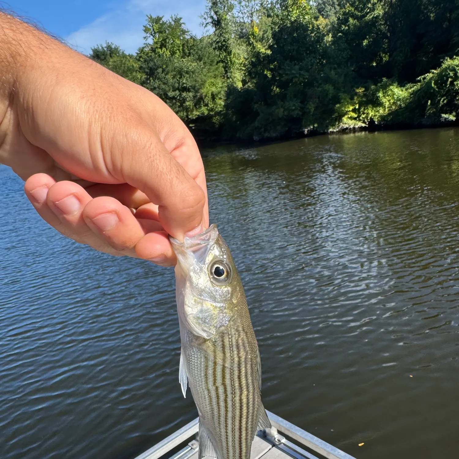 Striped bass caught on Fishbrain