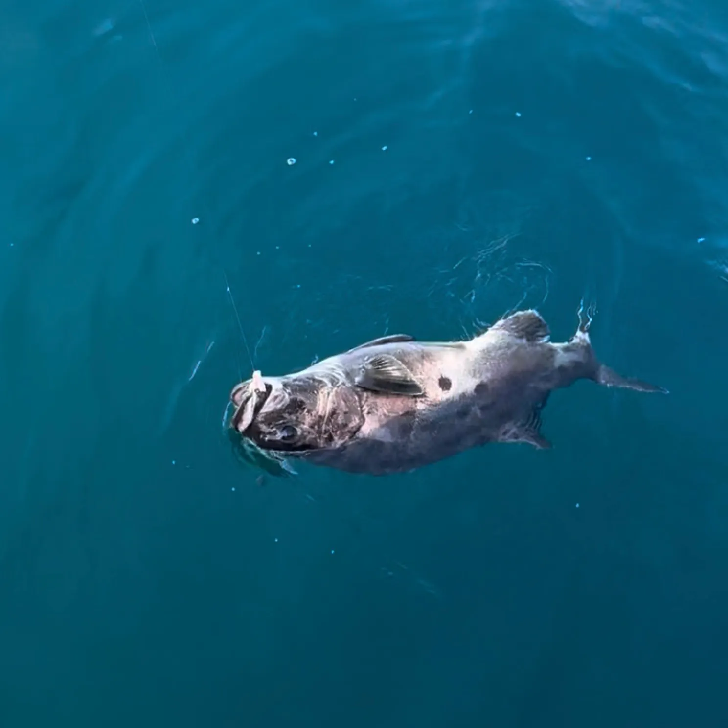 The most recent Giant sea bass catches on Fishbrain