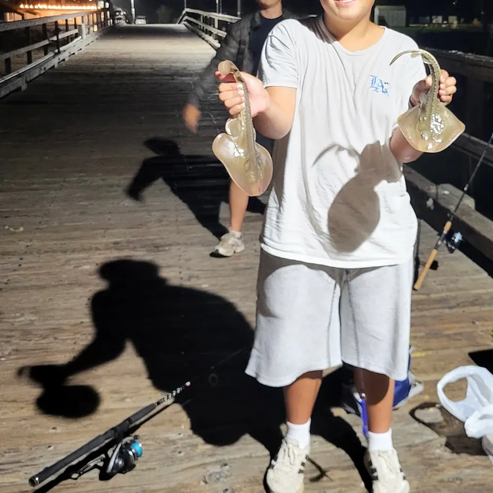 Thornback guitarfish caught on Fishbrain
