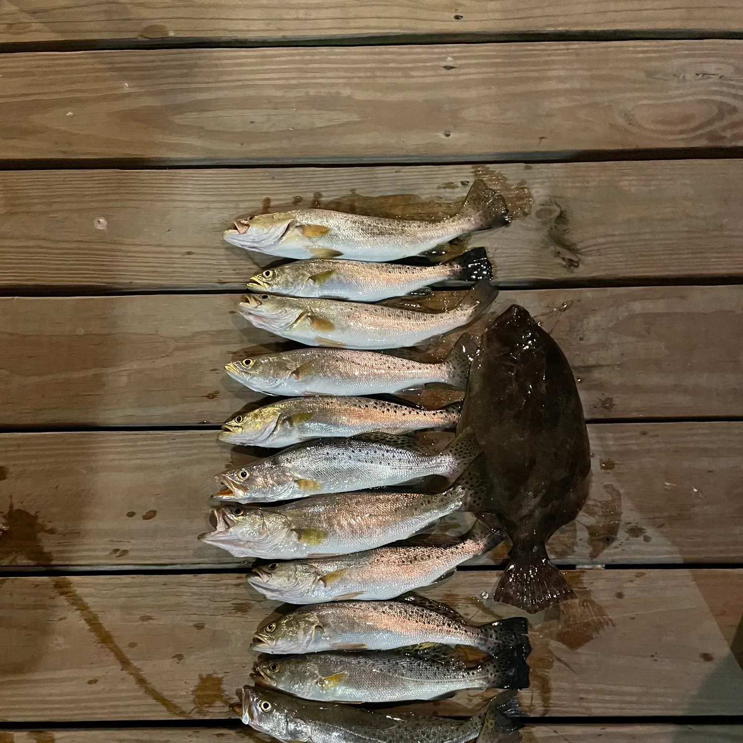 recently logged catches