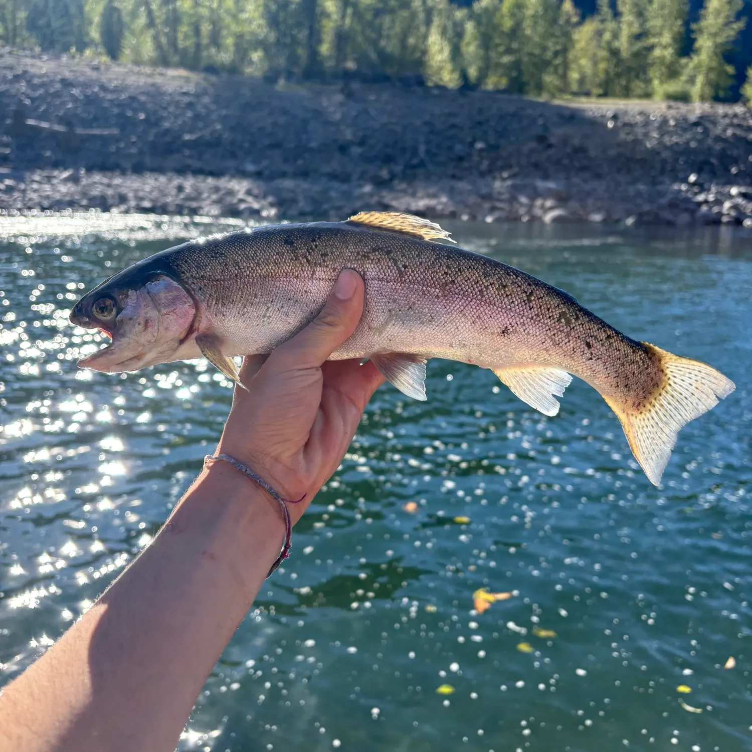 Cutbow caught on Fishbrain