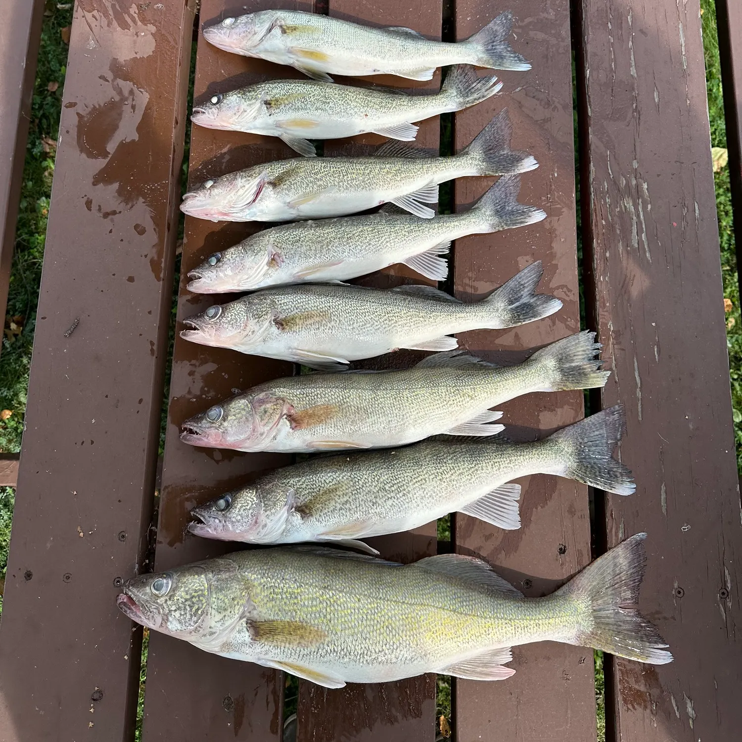 recently logged catches