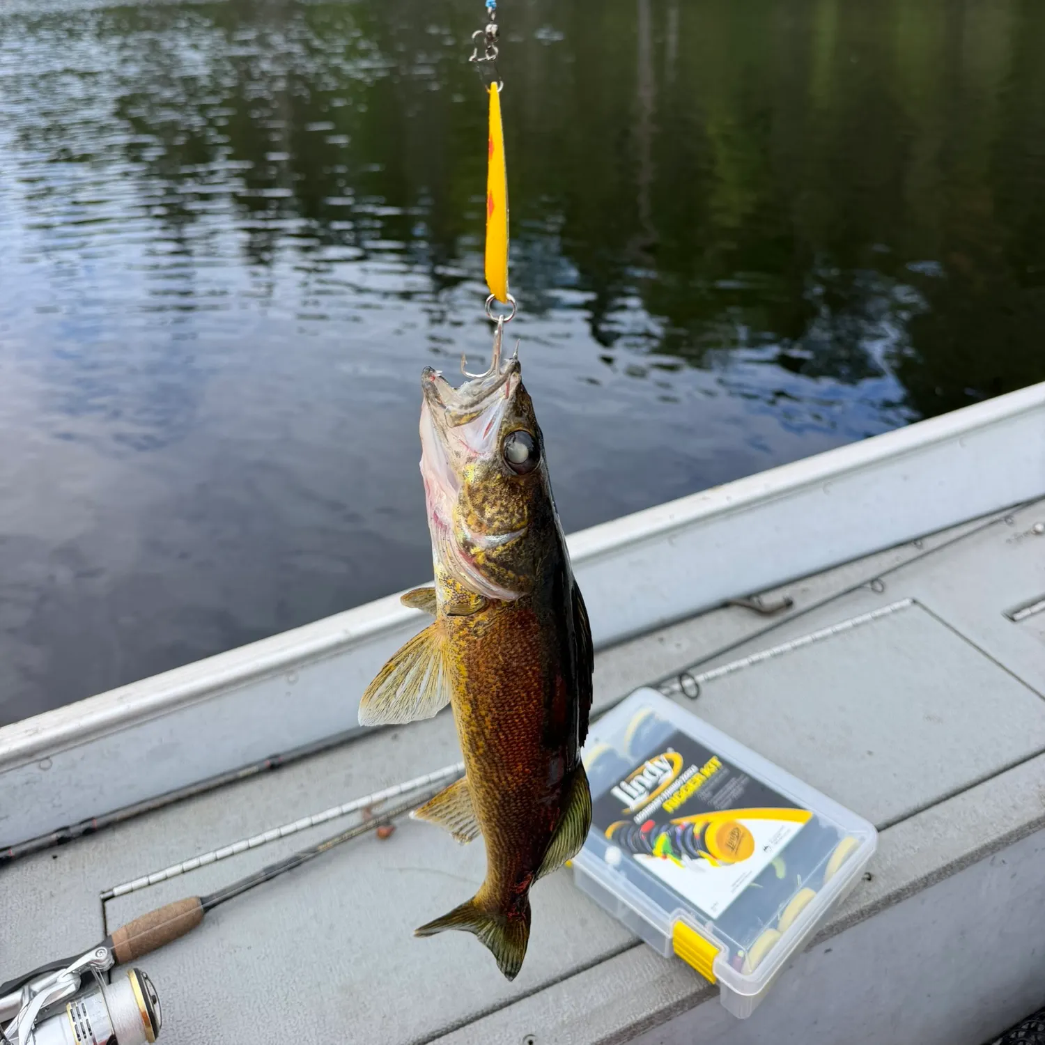 Walleye caught on Fishbrain