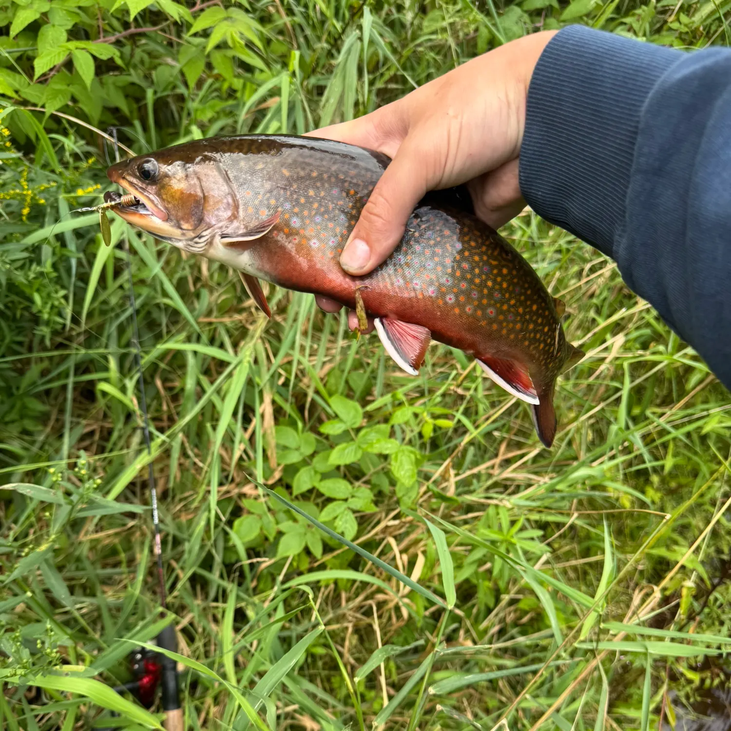 Brook trout caught on Fishbrain