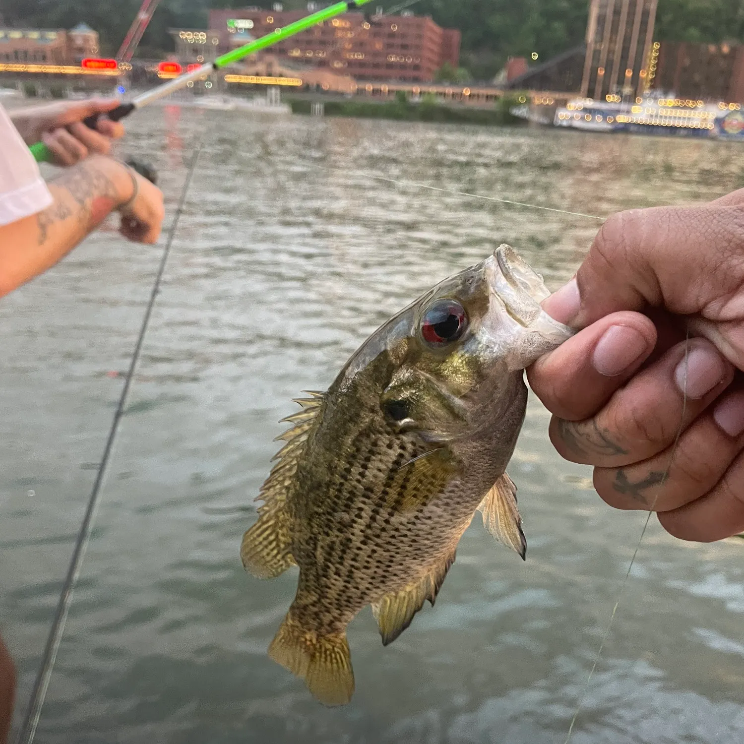 recently logged catches