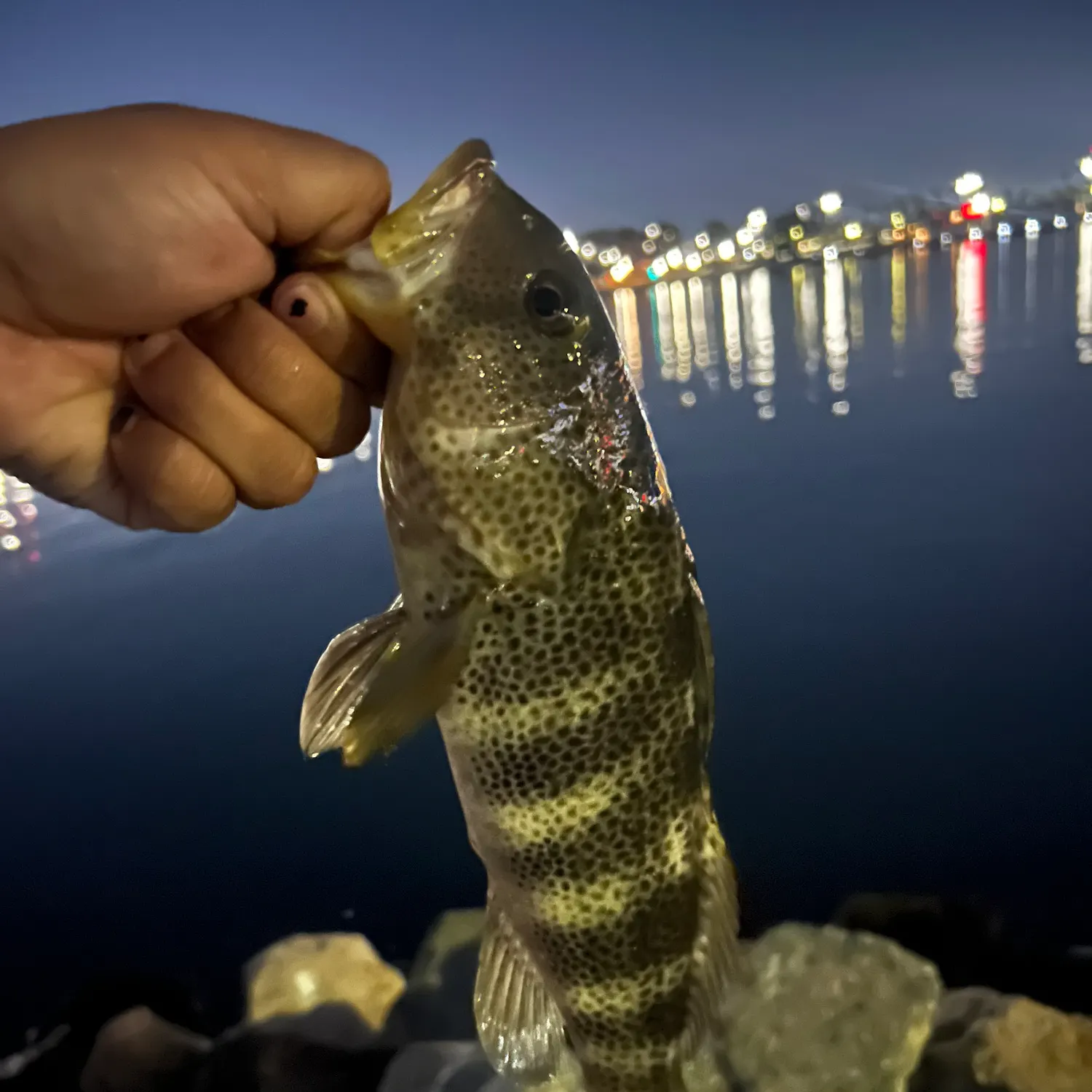 Spotted sand bass caught on Fishbrain