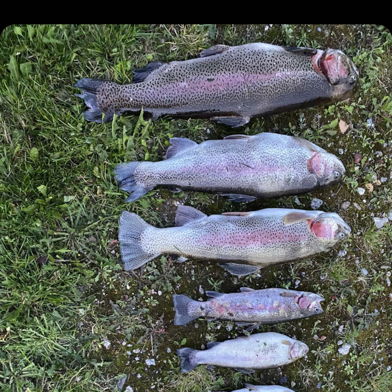 recently logged catches