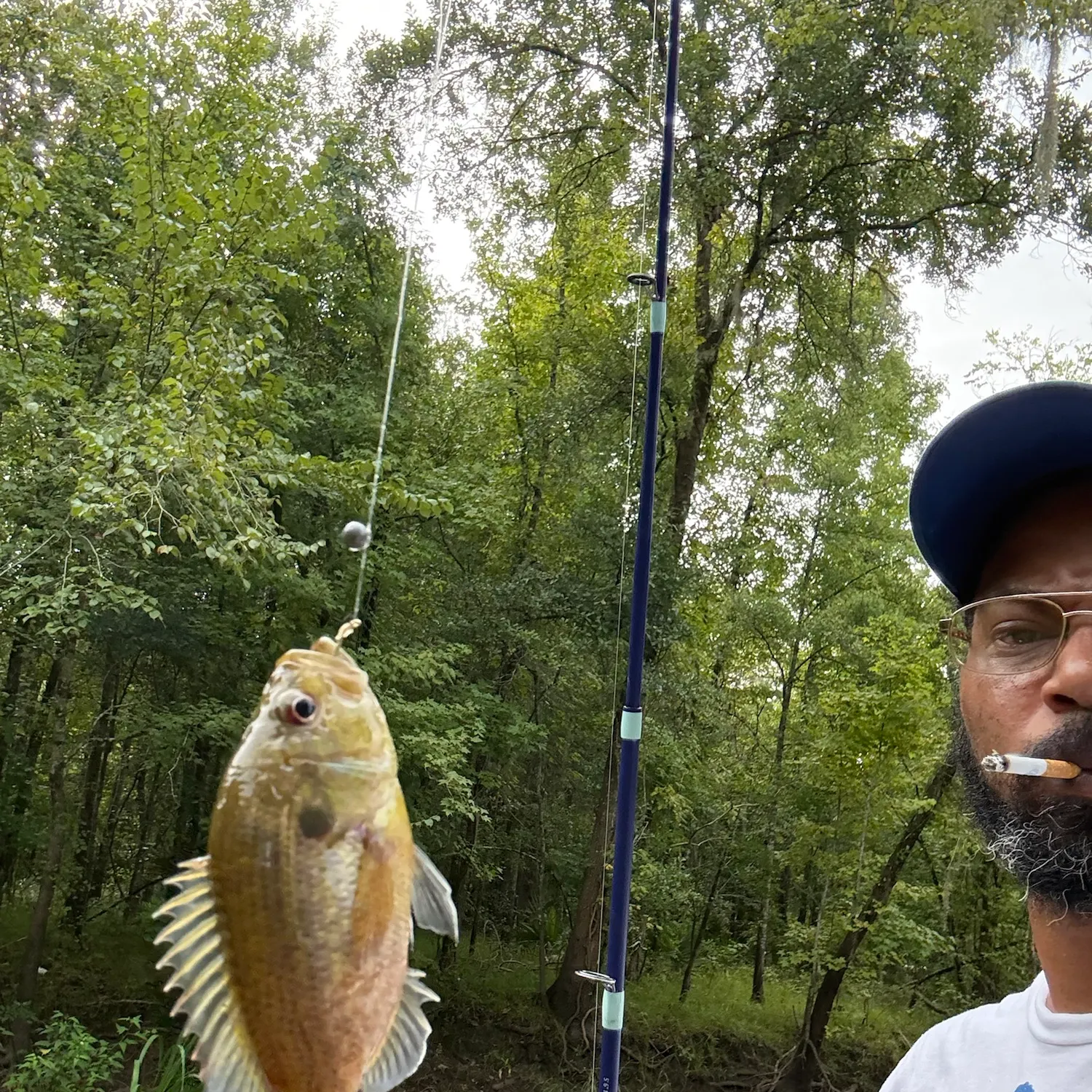 Warmouth caught on Fishbrain