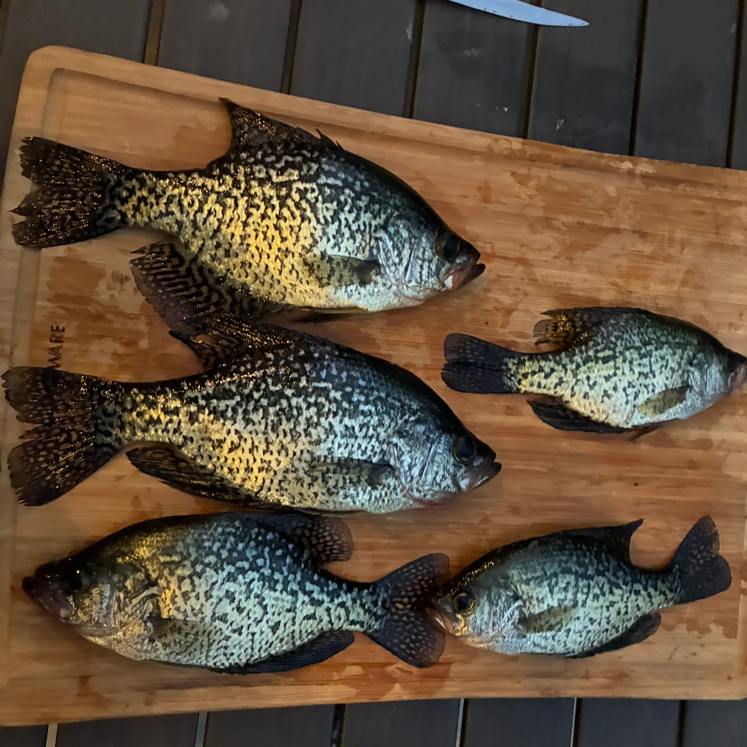 recently logged catches