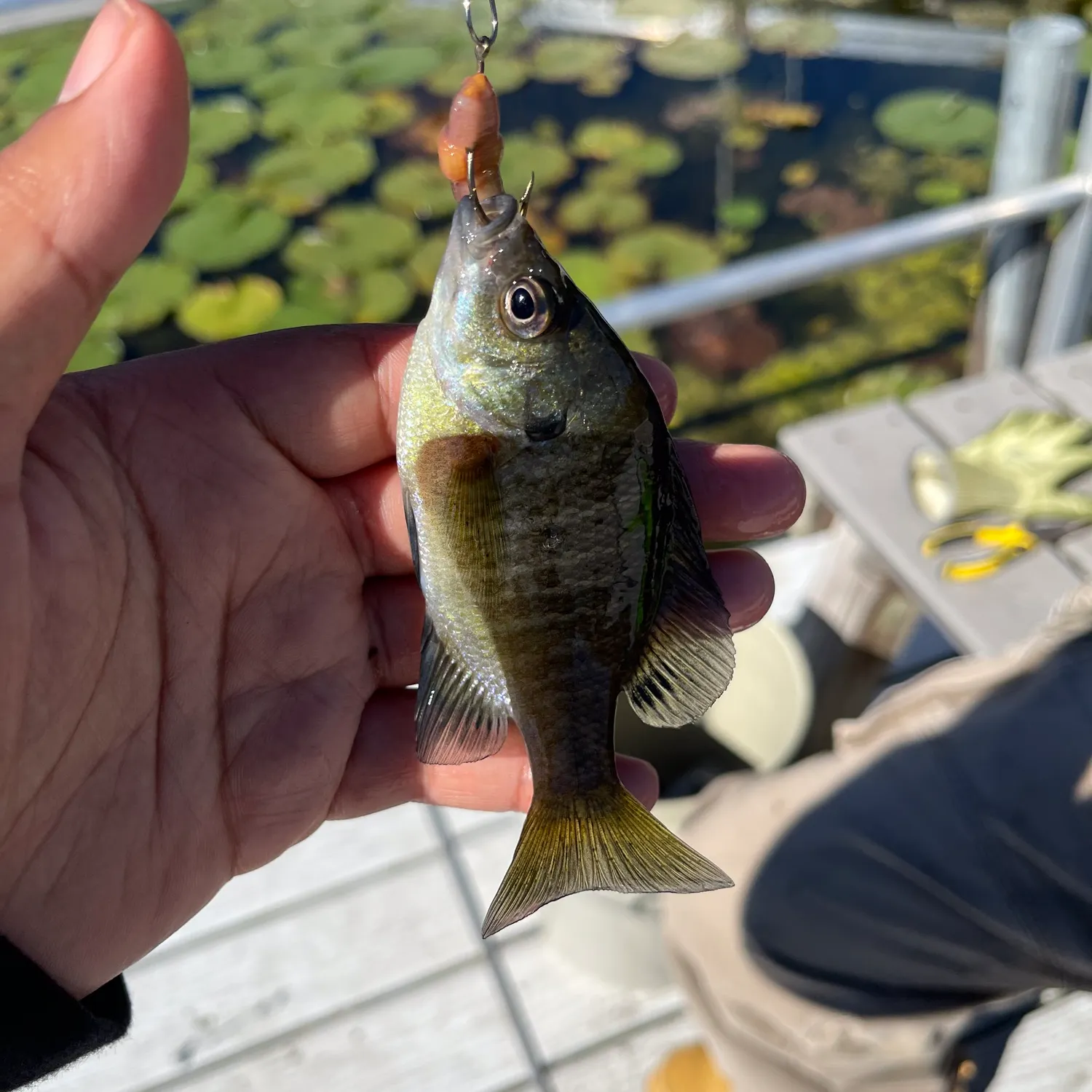 Bluegill caught on Fishbrain