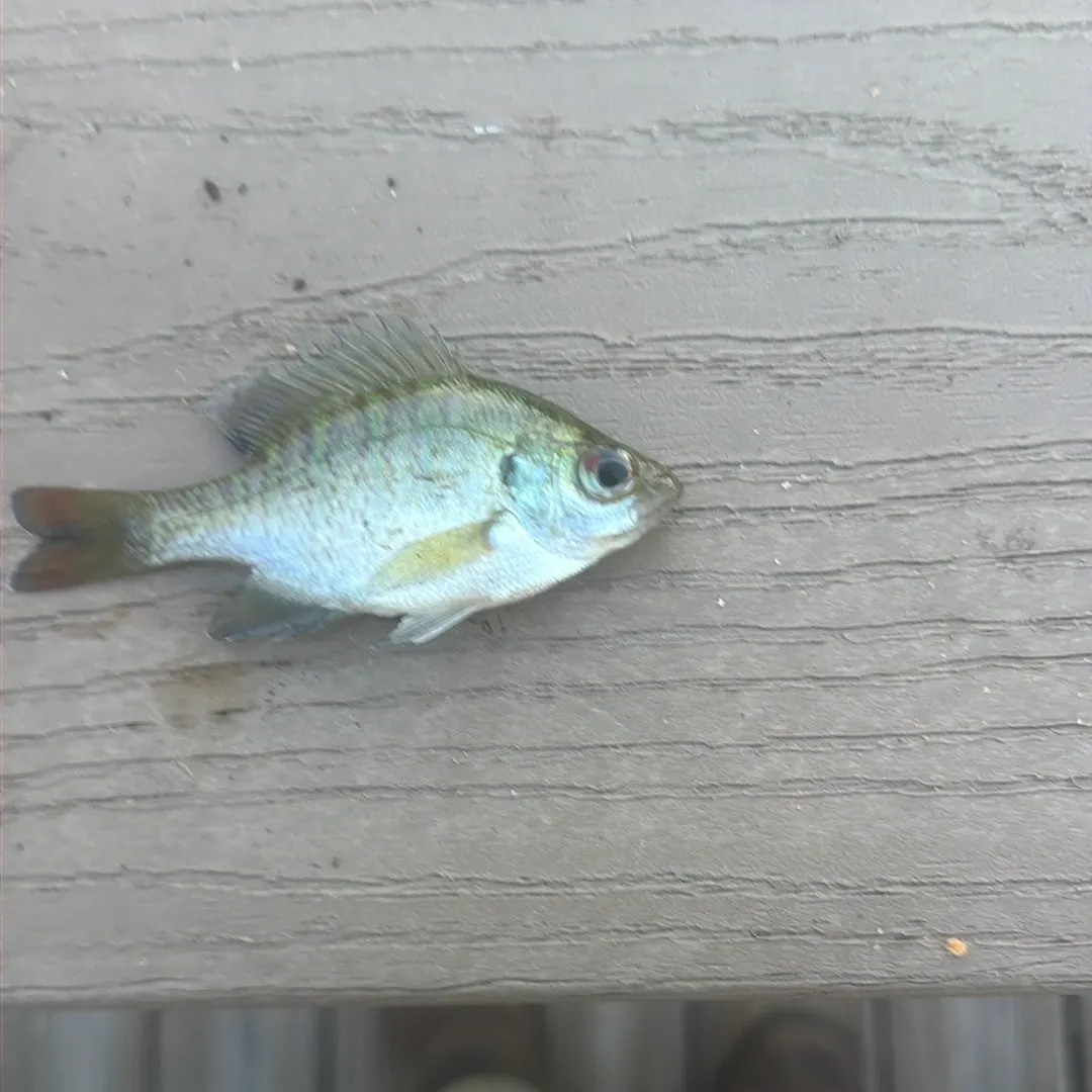 Bluegill caught on Fishbrain