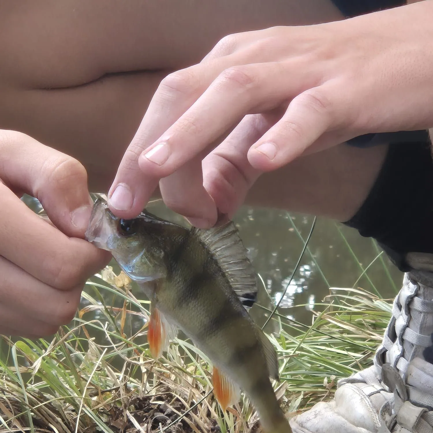 European perch caught on Fishbrain