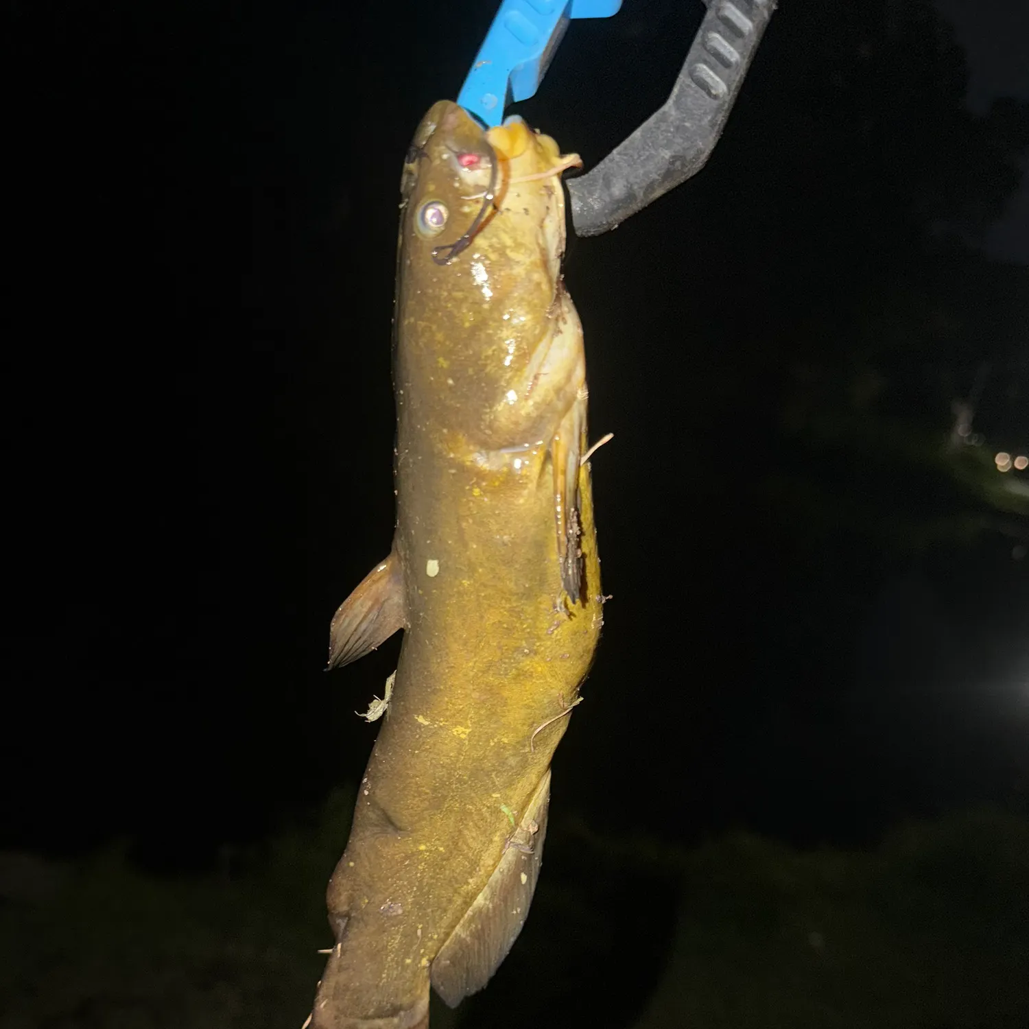 Yellow bullhead caught on Fishbrain