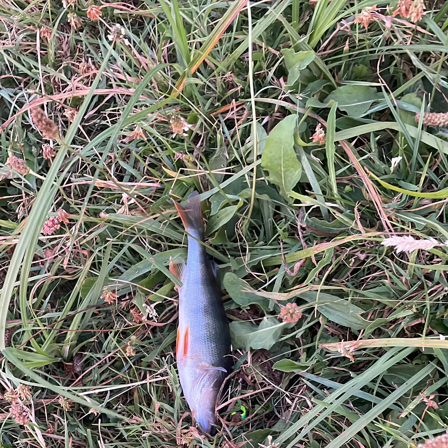 European perch caught on Fishbrain