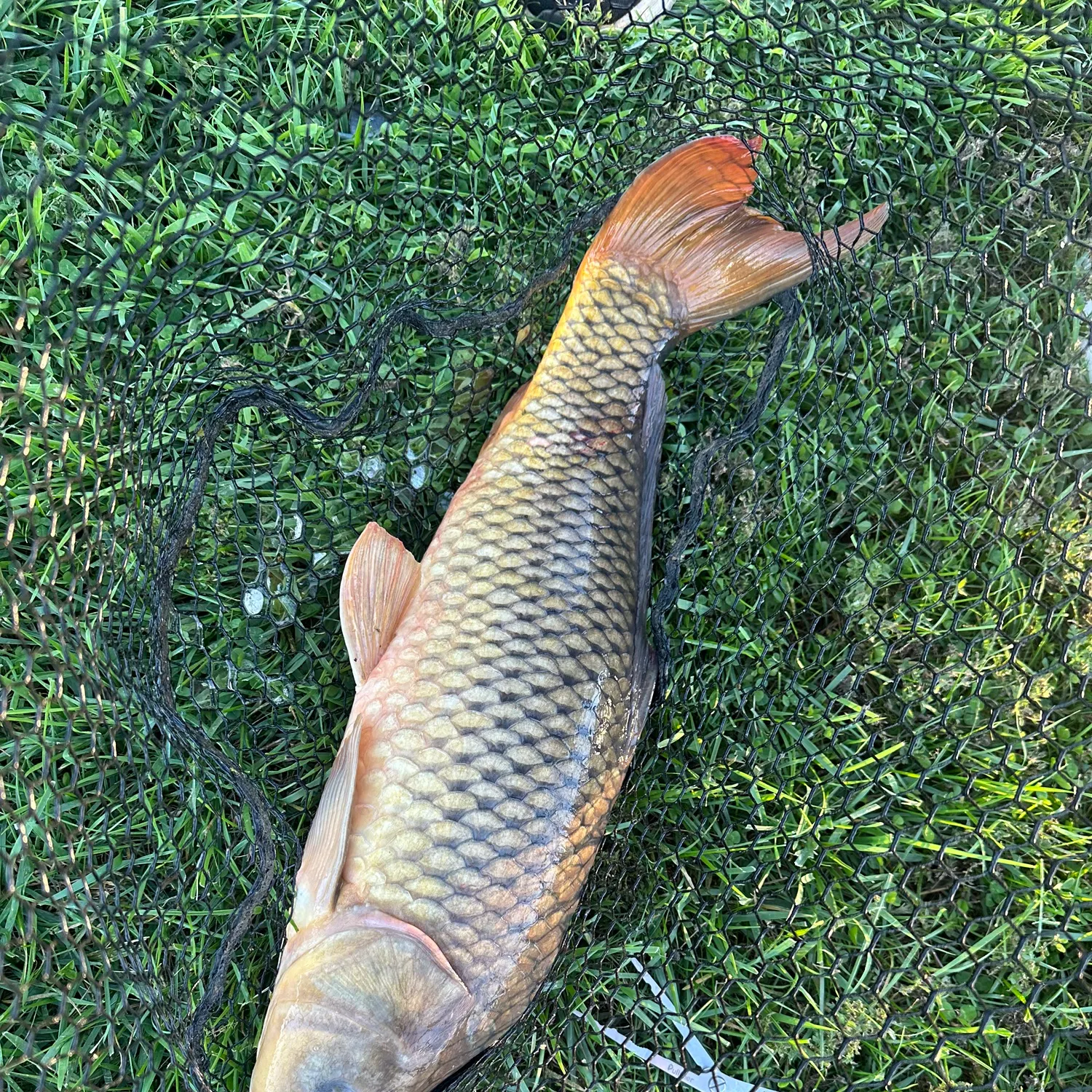 Common carp caught on Fishbrain