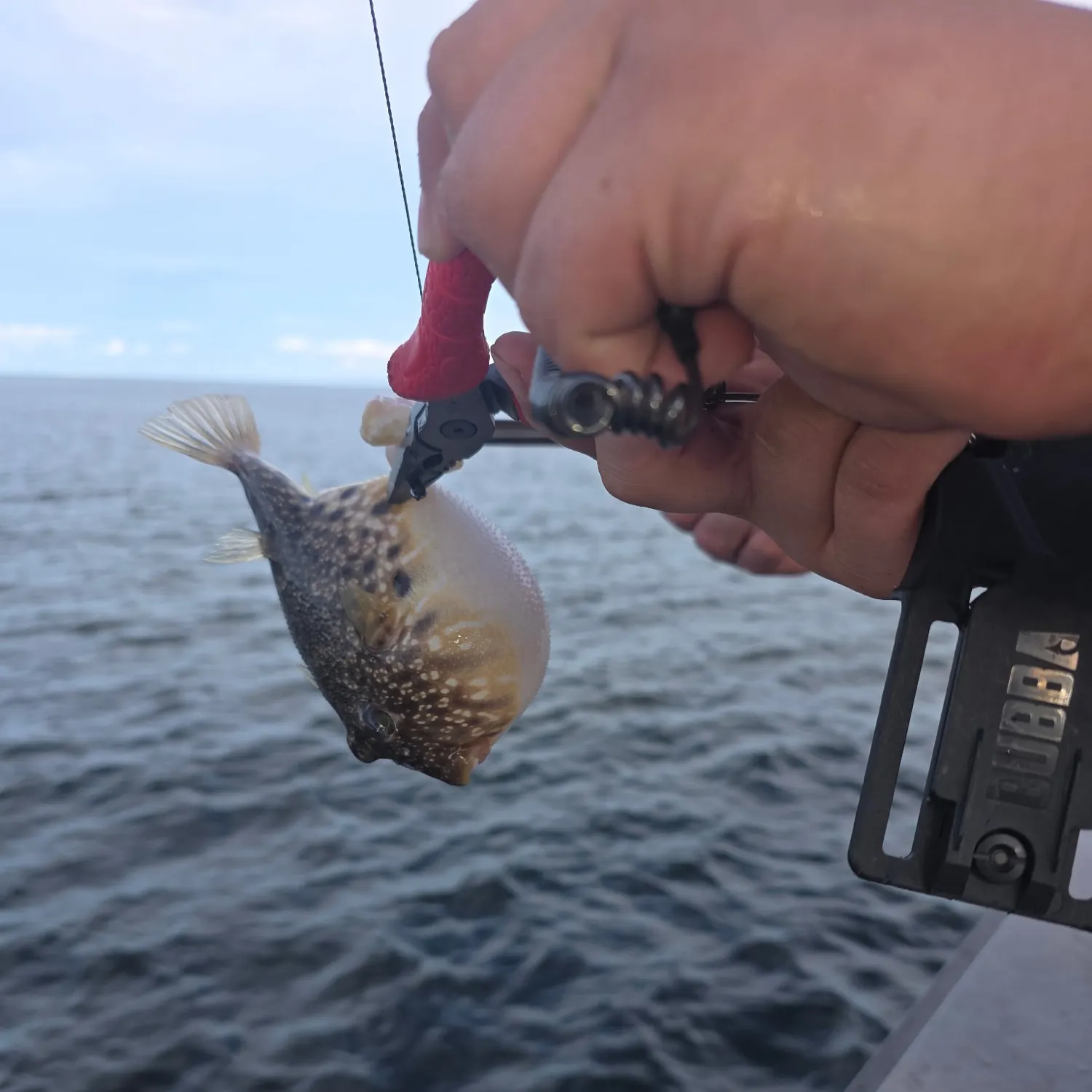 Southern puffer caught on Fishbrain