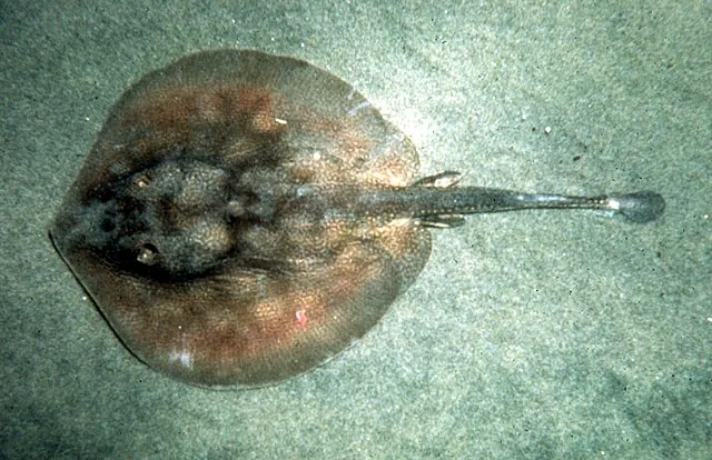 Haller's round ray