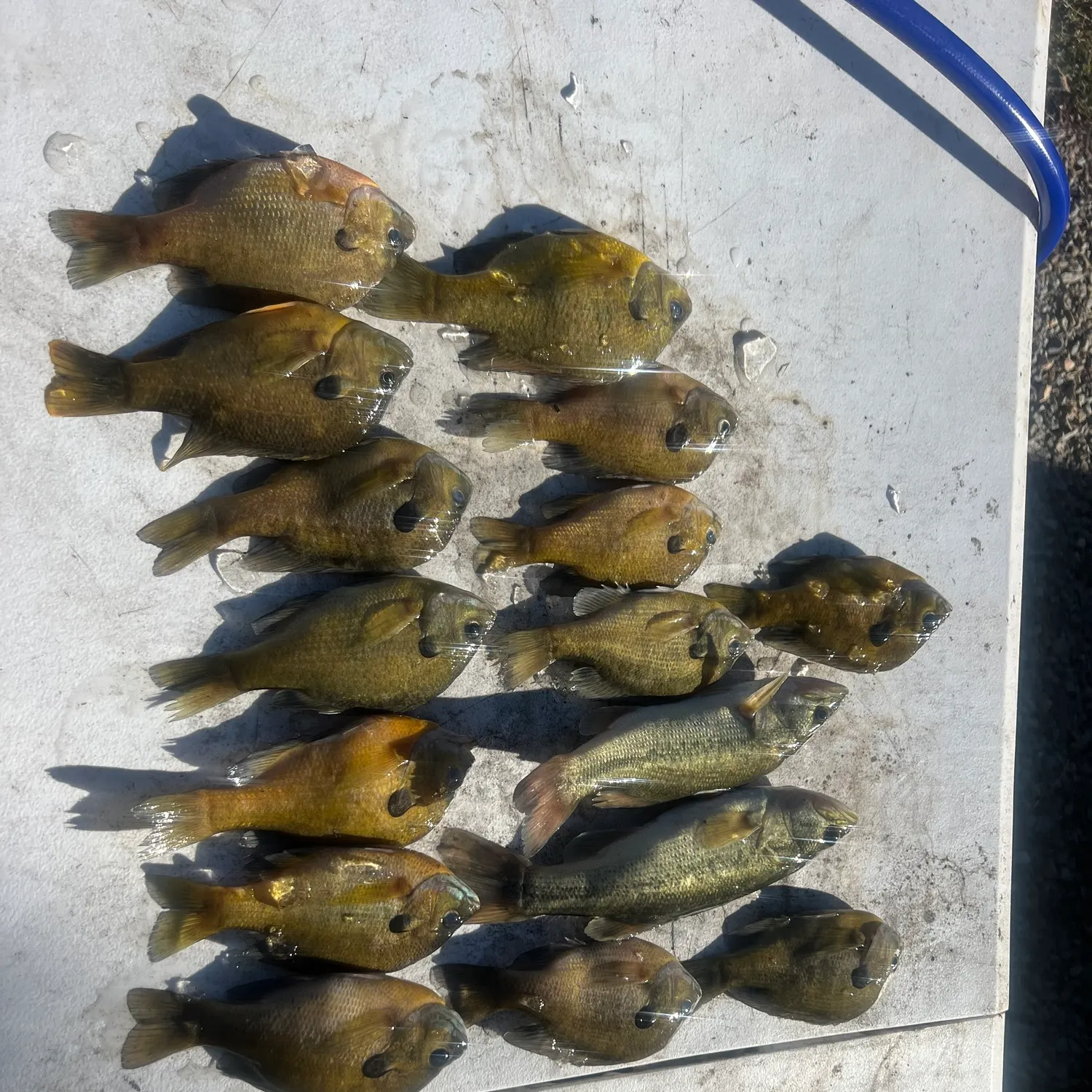 Bluegill caught on Fishbrain