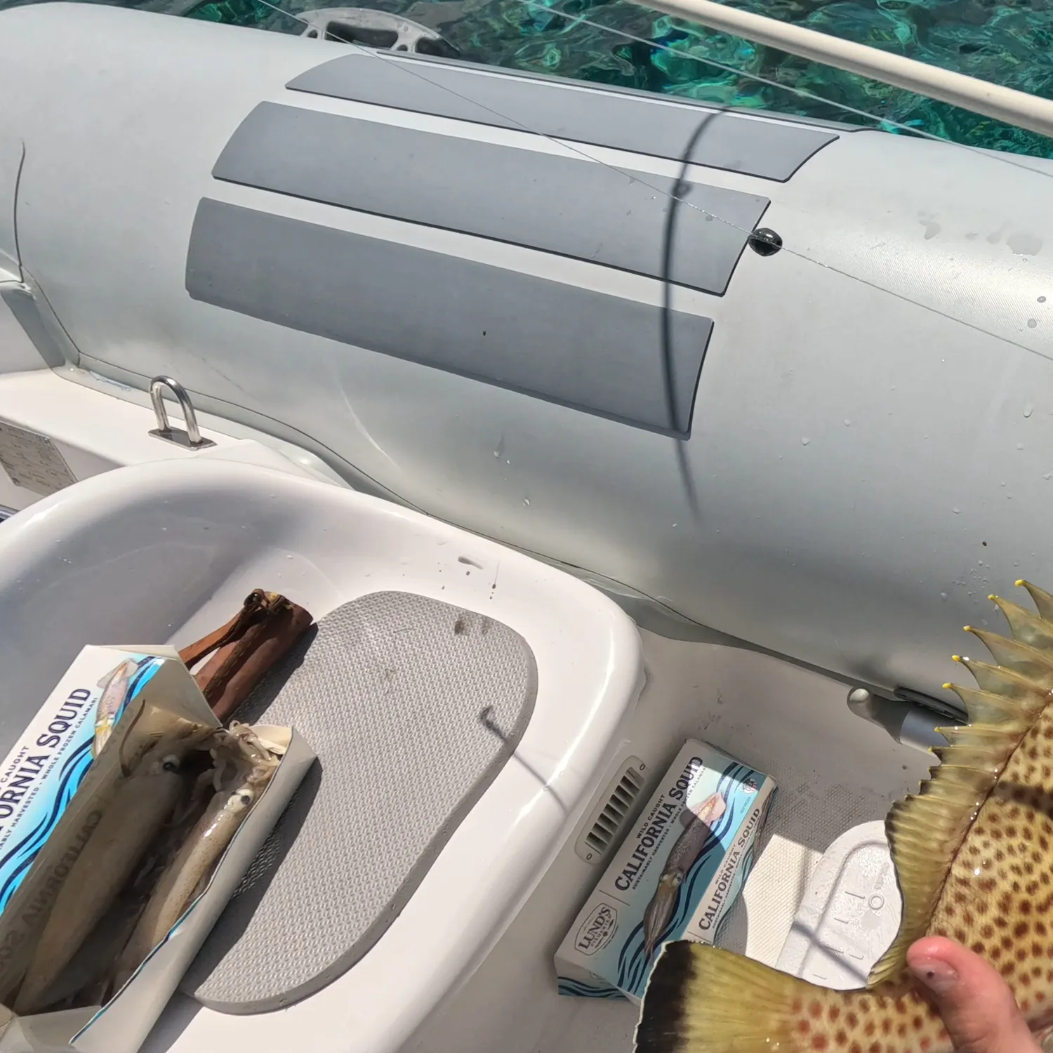 The most recent Red hind grouper catches on Fishbrain