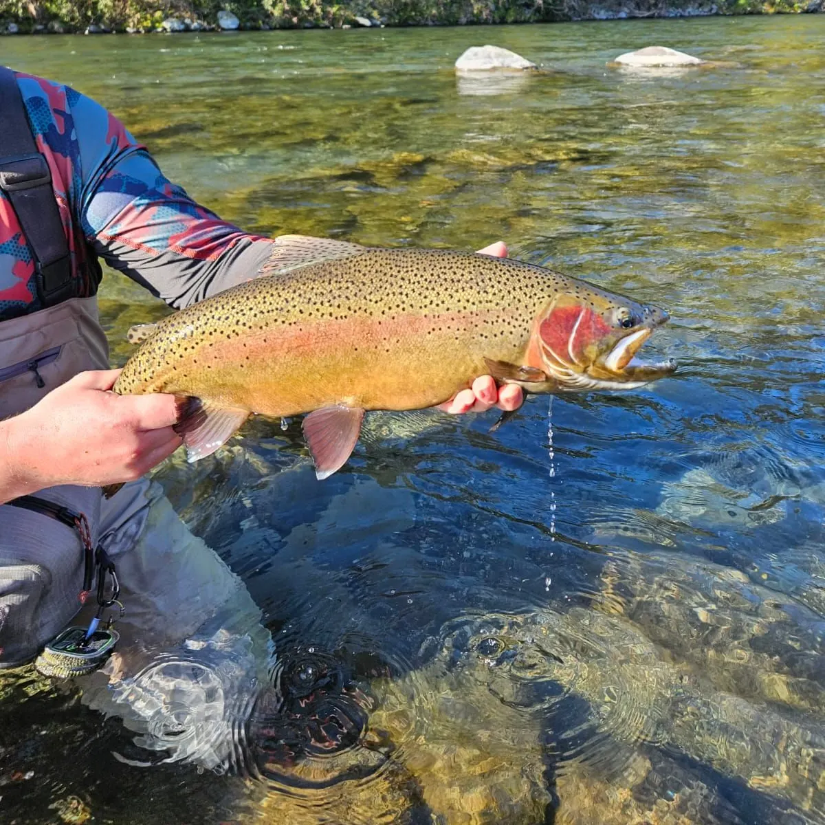 Rainbow trout caught on Fishbrain