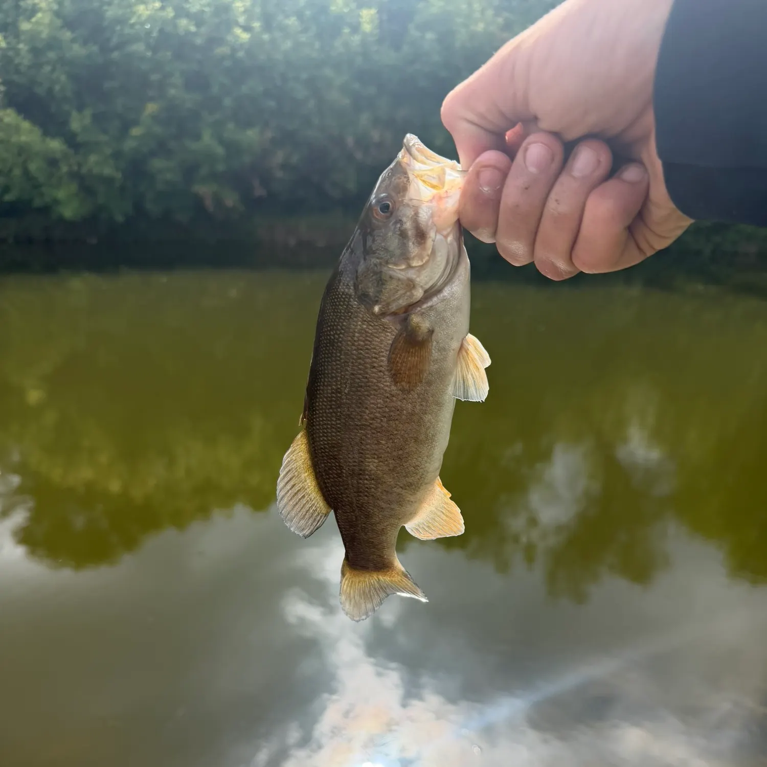 Smallmouth bass caught on Fishbrain
