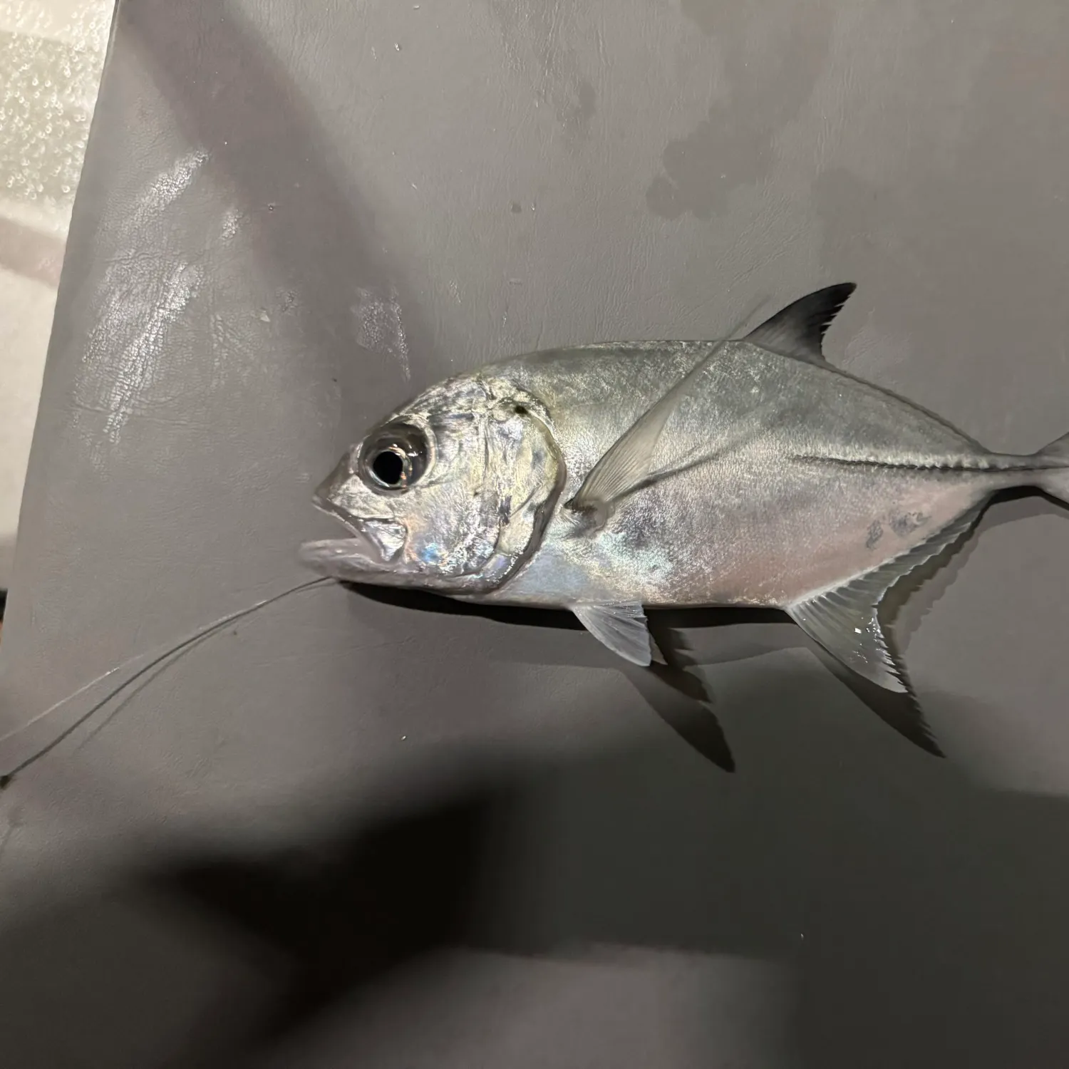 The most recent Bigeye trevally catches on Fishbrain