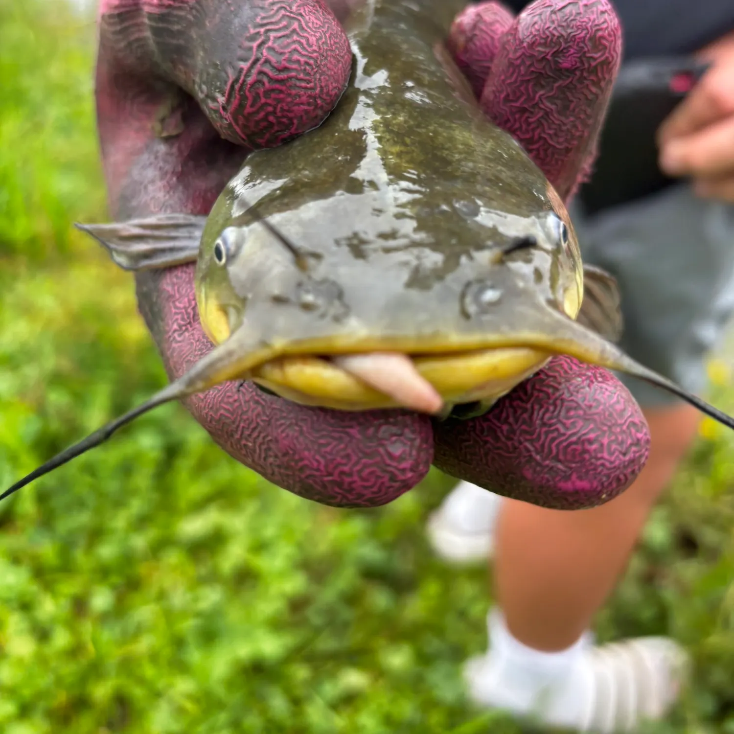 Yellow bullhead caught on Fishbrain