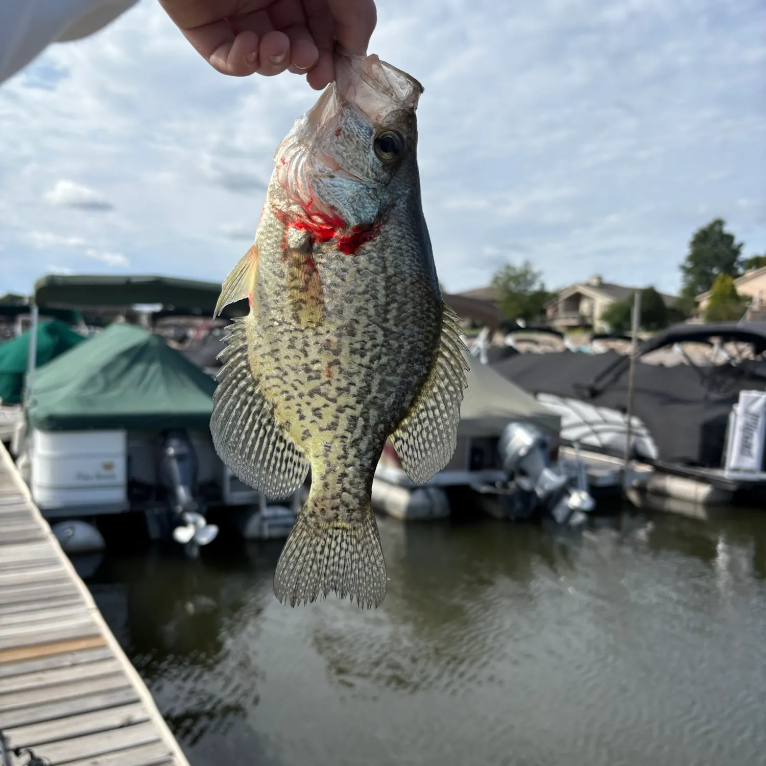 Black crappie caught on Fishbrain