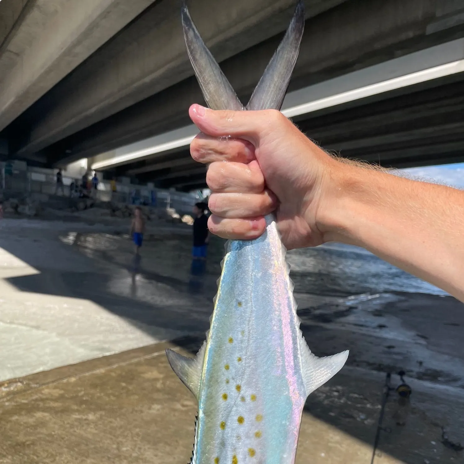 Spanish mackerel caught on Fishbrain