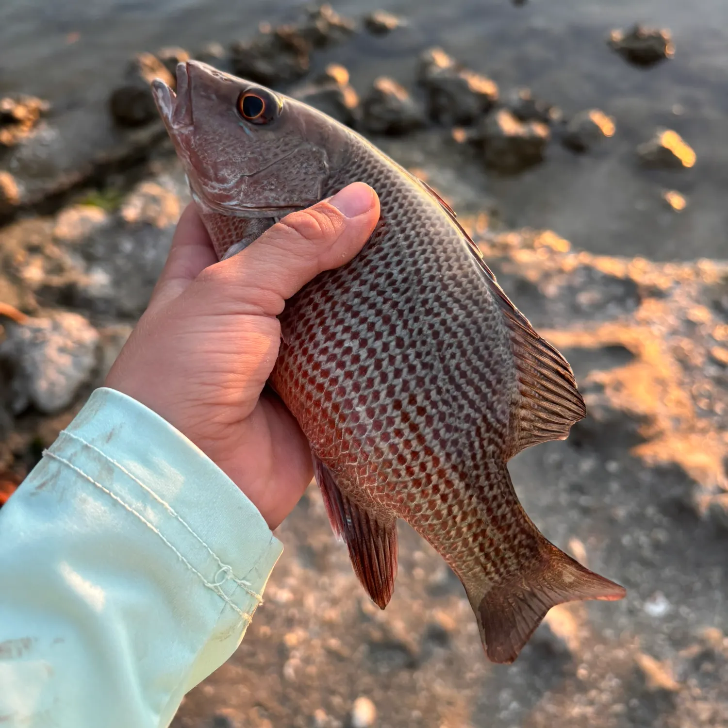 The most recent Mangrove snapper catches on Fishbrain