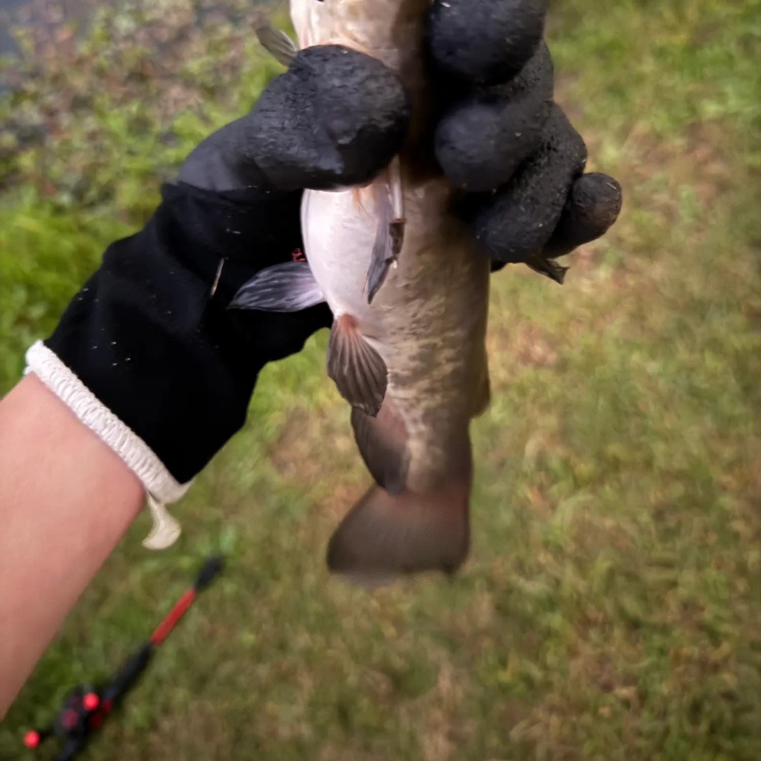 Black bullhead caught on Fishbrain
