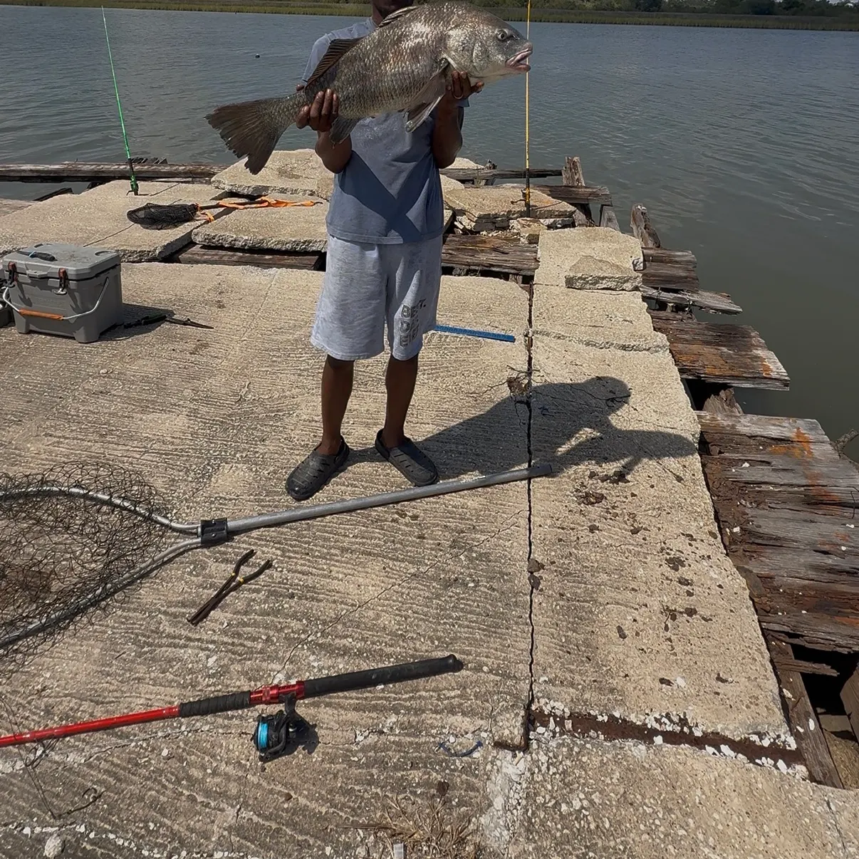 Black drum caught on Fishbrain